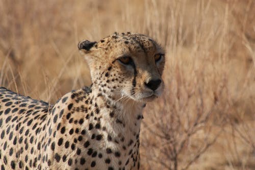有关乾草, 動物攝影, 大貓的免费素材图片
