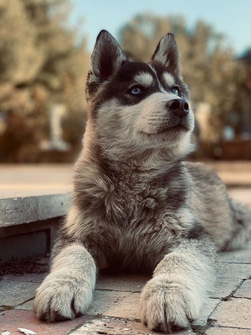 有关伴侶, 動物攝影, 宠物摄影的免费素材图片
