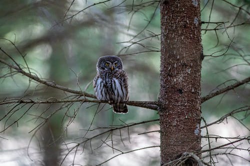 有关動物攝影, 棲息, 欧亚侏儒猫头鹰的免费素材图片
