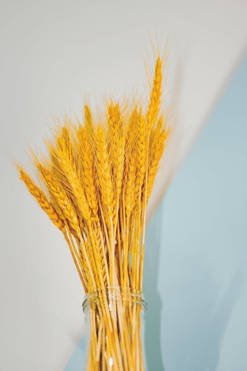 有关乾燥, 垂直拍摄, 天氣好的免费素材图片