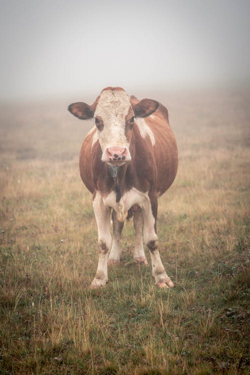 有关動物, 動物攝影, 哺乳動物的免费素材图片