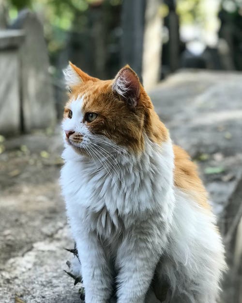 有关動物, 國內, 坐的免费素材图片