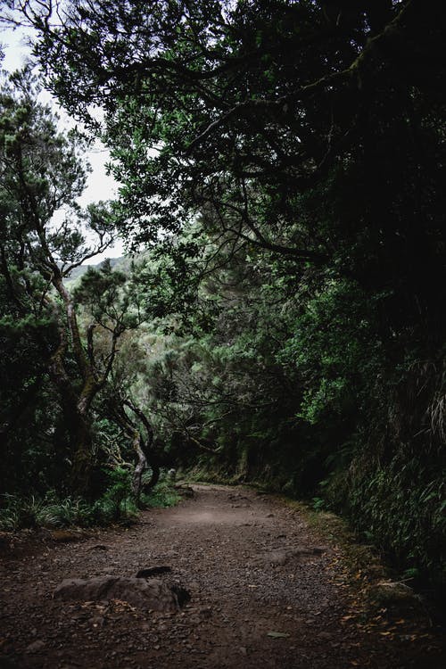 绿树和植物 · 免费素材图片