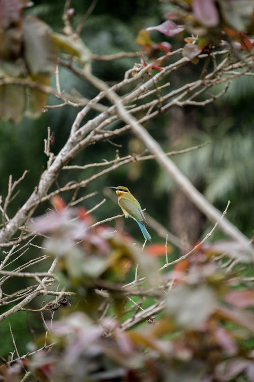 棕色树枝上的黄色和绿色的鸟 · 免费素材图片