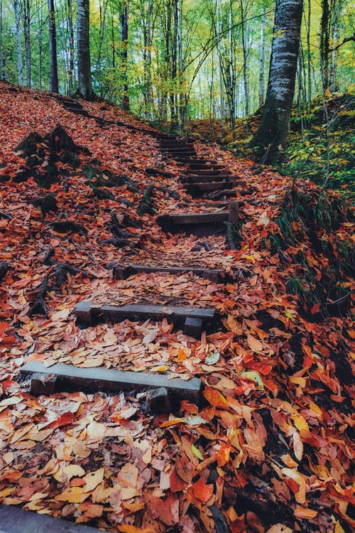 有关垂直拍摄, 小路, 森林的免费素材图片