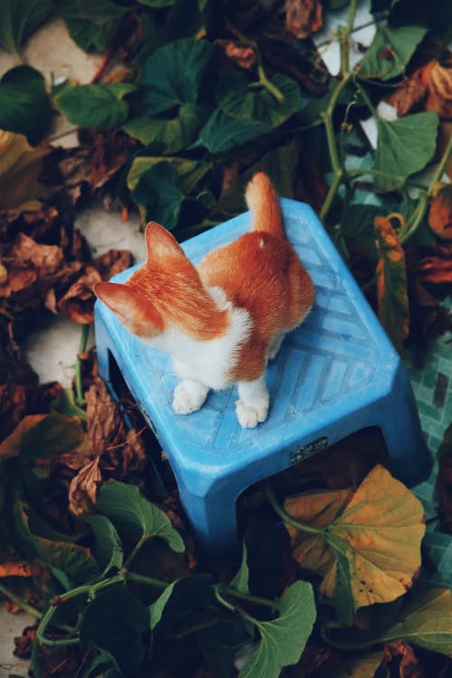 有关俯視圖, 凳子, 動物的免费素材图片