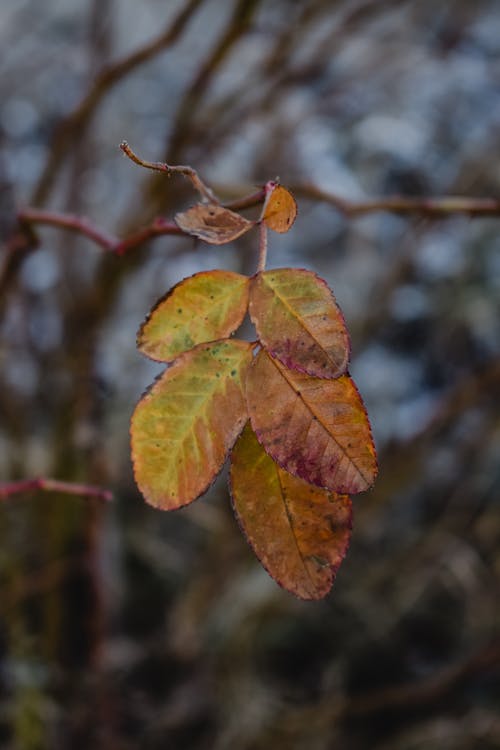 倾斜镜头中的棕色和绿色叶子 · 免费素材图片