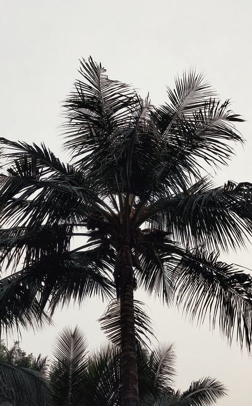 有关垂直拍摄, 椰子樹, 熱帶的免费素材图片