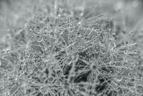 有关凍結的, 水晶, 浅焦点的免费素材图片