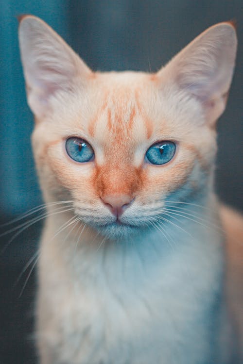 有关動物攝影, 垂直拍摄, 寵物的免费素材图片