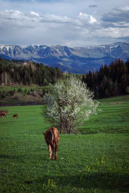 有关吃草, 垂直拍摄, 天空中的云彩的免费素材图片