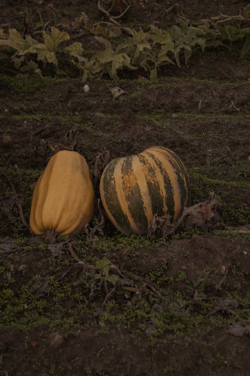 有关地面, 枯葉, 根的免费素材图片