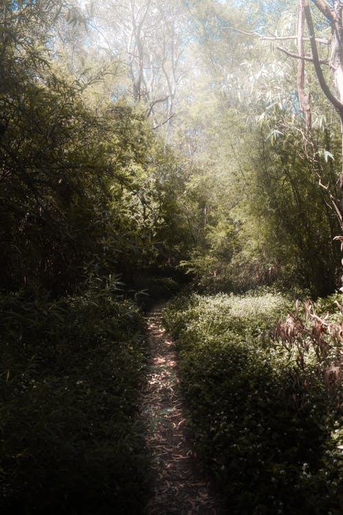 有关垂直拍摄, 天性, 小徑的免费素材图片