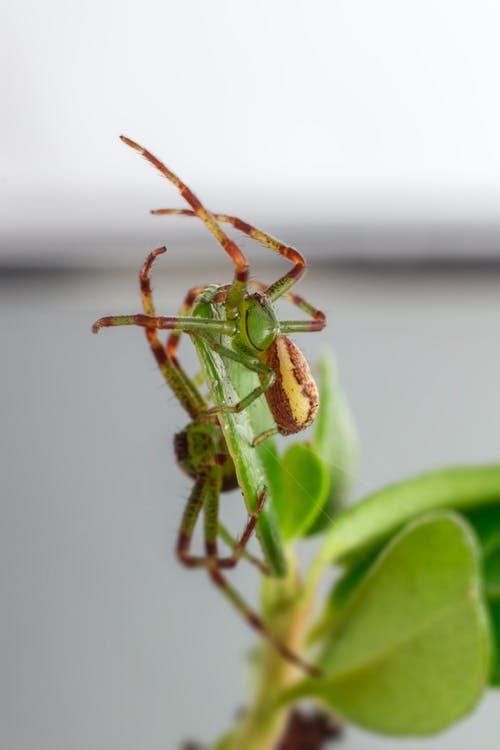 有关令人不寒而慄的, 動物攝影, 垂直拍摄的免费素材图片