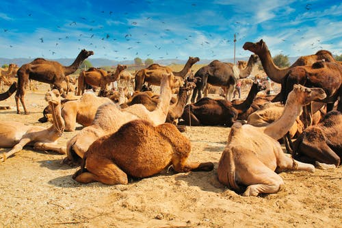 有关一群動物, 戶外, 沙漠的免费素材图片