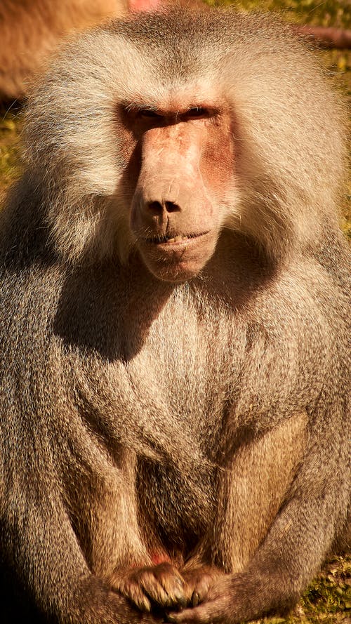 有关動物, 動物攝影, 哺乳動物的免费素材图片