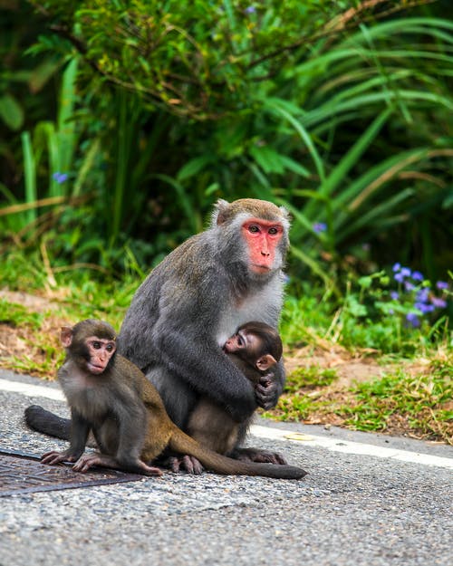 有关垂直拍摄, 小动物, 恒河猴的免费素材图片