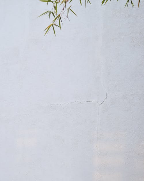 有关垂直拍摄, 愚蠢的, 樹葉的免费素材图片