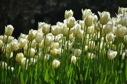有关春天的花朵, 植物群, 白色的免费素材图片