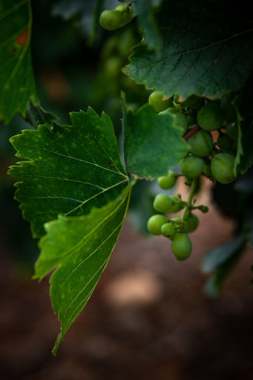 有关一串, 垂直拍摄, 增長的免费素材图片