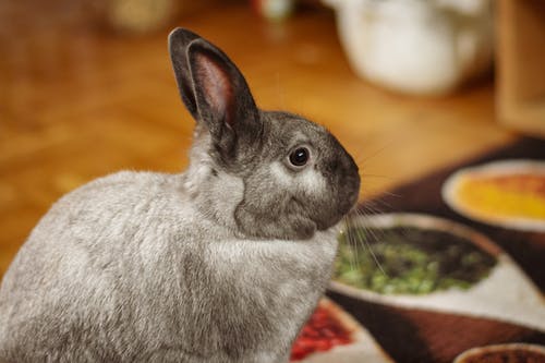 有关側面圖, 兔子, 兔子耳朵的免费素材图片