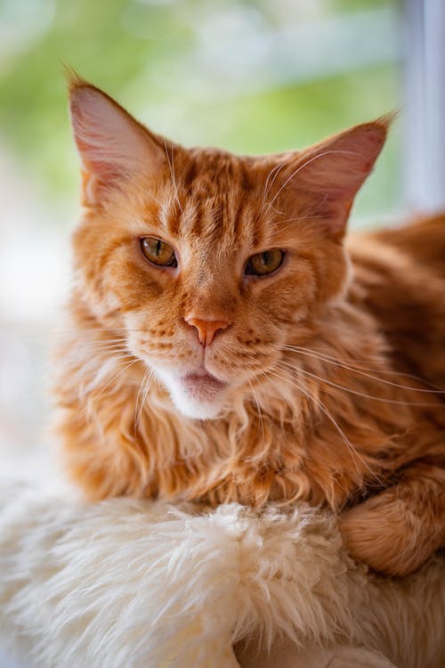 有关可愛, 可愛的, 垂直拍摄的免费素材图片