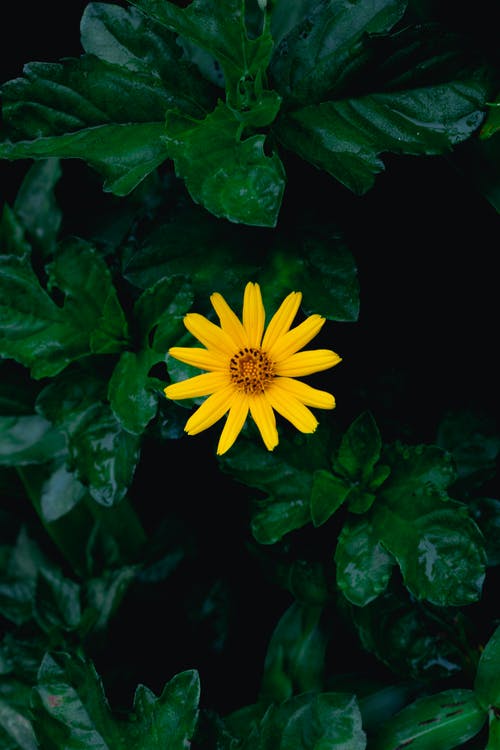 有关垂直拍摄, 植物群, 樹葉的免费素材图片