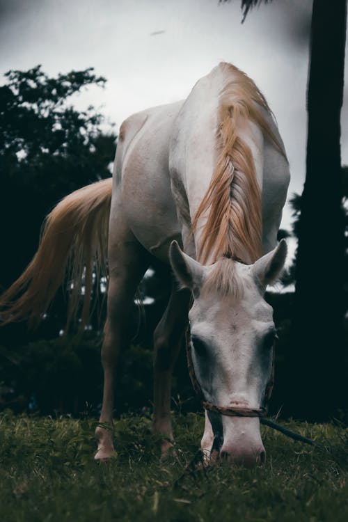 有关動物, 動物攝影, 哺乳動物的免费素材图片