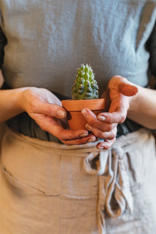 有关人, 仙人掌, 修剪花草的免费素材图片