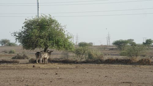 有关動物世界, 動物攝影, 動物肖像的免费素材图片