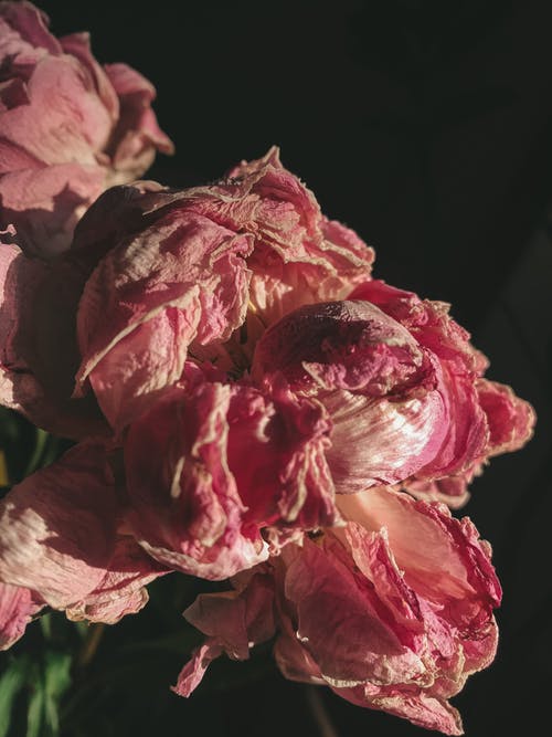 有关垂直拍摄, 微妙, 微距攝影的免费素材图片