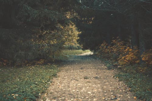 有关小徑, 森林, 植物的免费素材图片