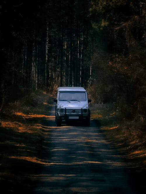 有关垂直拍摄, 森林路, 絆倒的免费素材图片