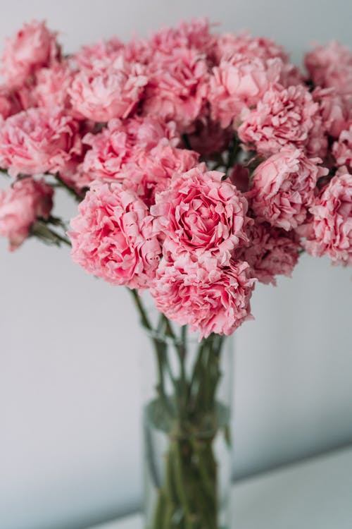 有关垂直拍摄, 康乃馨, 植物群的免费素材图片