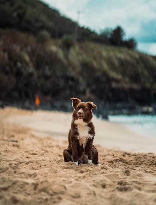 有关動物, 動物攝影, 可愛的免费素材图片