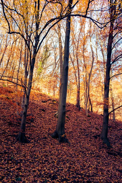 有关垂直拍摄, 天性, 森林的免费素材图片