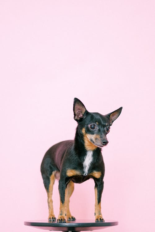 有关動物, 動物攝影, 哺乳動物的免费素材图片