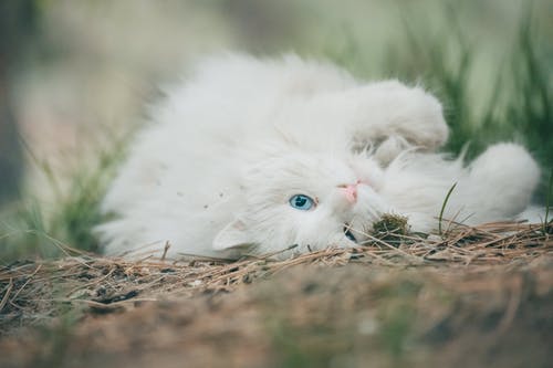 有关可愛, 哺乳動物, 國內的免费素材图片