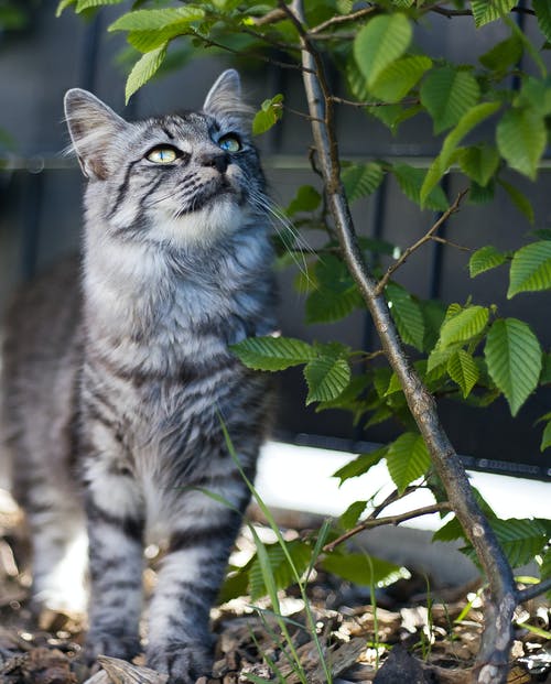 有关動物, 卵石, 哺乳動物的免费素材图片