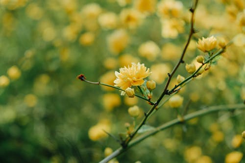 有关微妙, 植物群, 綻放的免费素材图片