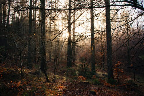 有关下落, 太陽, 无叶的树木的免费素材图片