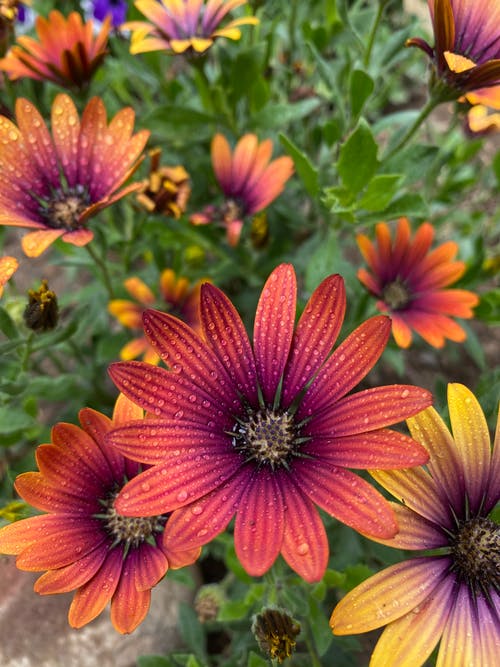 有关垂直拍摄, 植物群, 漂亮的免费素材图片