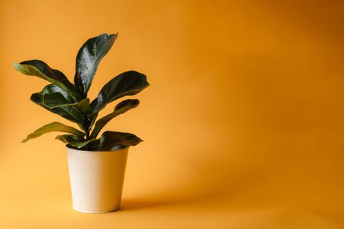 有关增長, 室内植物, 植物學的免费素材图片