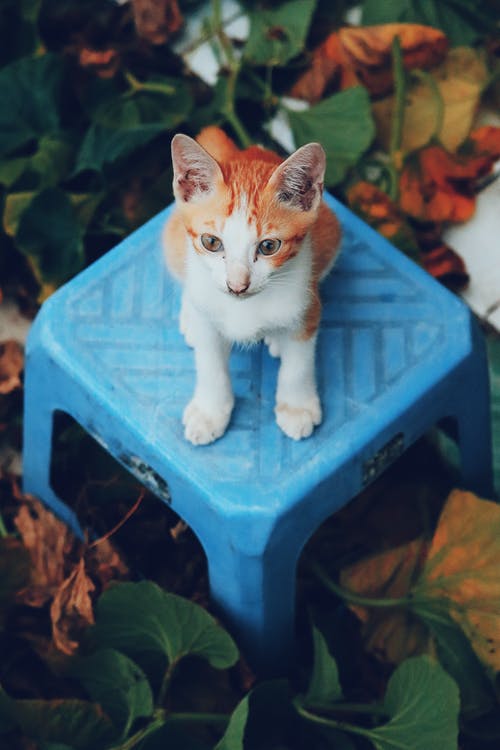 有关凳子, 動物, 動物攝影的免费素材图片