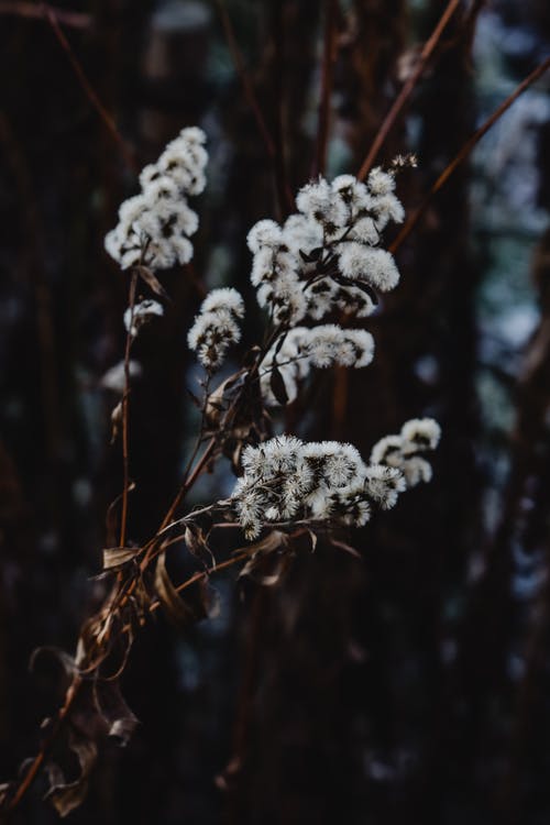 移轴镜头中的白花 · 免费素材图片