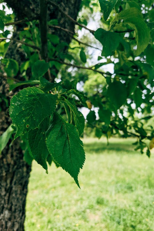 有关圖案, 垂直拍摄, 增長的免费素材图片