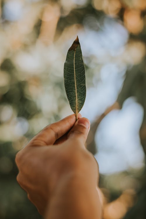 持有绿叶的人的浅焦点照片 · 免费素材图片