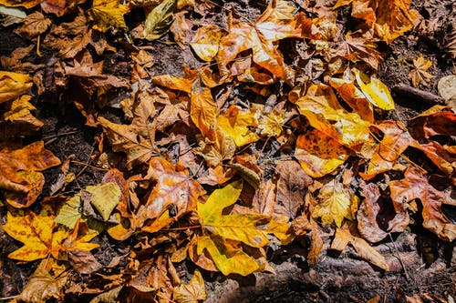 有关乾燥, 地面, 堕落的免费素材图片