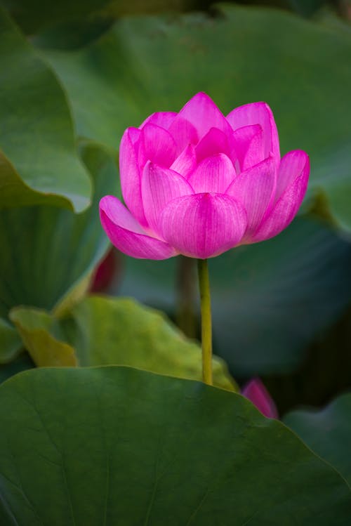 有关植物群, 睡蓮, 綻放的免费素材图片