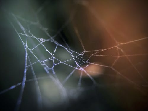 有关天性, 特写, 蜘蛛網的免费素材图片